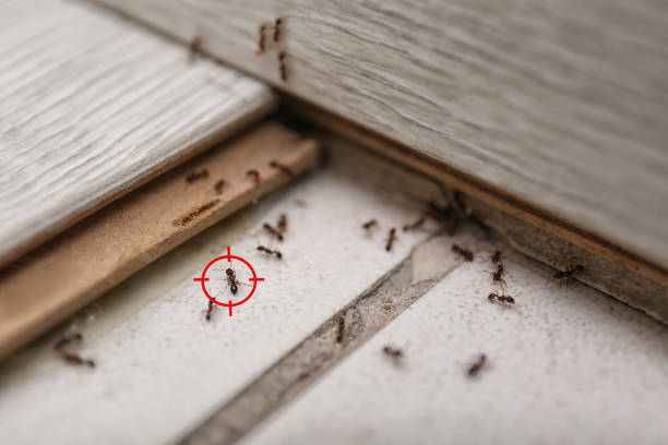 Best Ant Control Services  in Crookston, MN