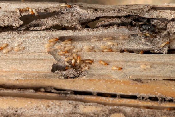 Wildlife Control Services in Crookston, MN